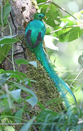 Resplendent Quetzal