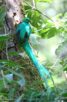 Resplendent Quetzal