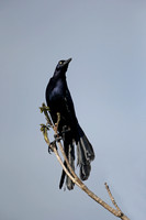 Great-tailed Grackle