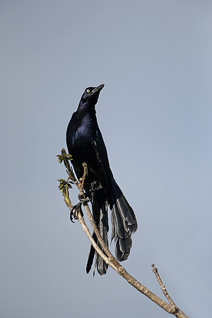 Great-tailed Grackle