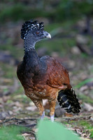 Great Currasow