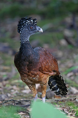 Great Currasow