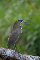 Bare-throated Tiger Heron