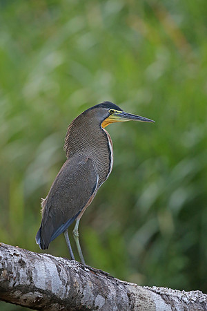 Bare-throated Tiger Heron