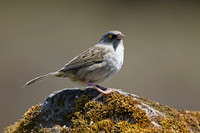 Volcano Junco
