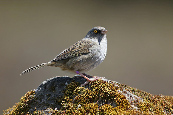 Volcano Junco