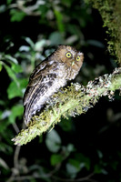 Bare-shanked Screech Owl