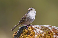 Volcano Junco