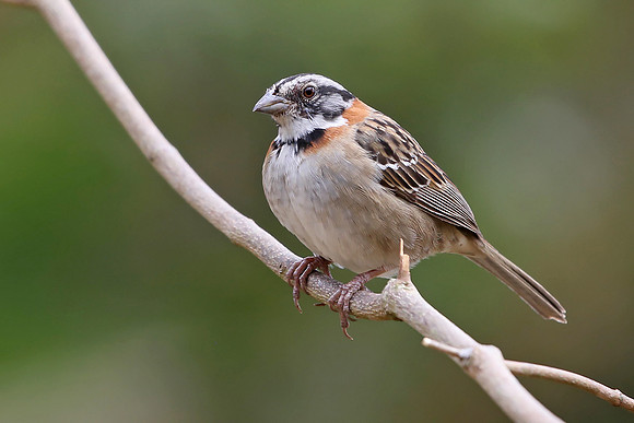 IMG_1868_Rufous-collared Sparrow, Savegre, Costa Rica
