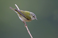 Tennessee Warbler