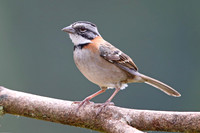 IMG_1993_Rufous-collared Sparrow, Savegre, Costa Rica