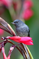 IMG_1834_Slaty Flowerpiercer, Savegre, Costa Rica