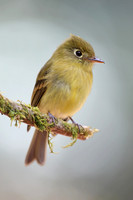 Yellowish Flycatcher