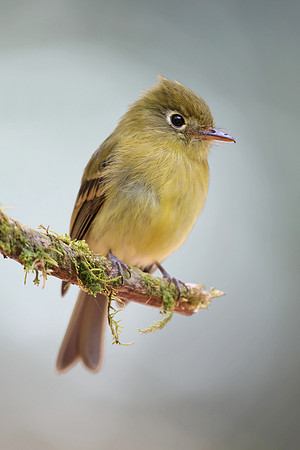Yellowish Flycatcher