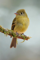 Yellowish Flycatcher