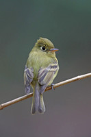 Yellowish Flycatcher