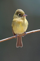 Yellowish Flycatcher