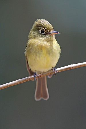 Yellowish Flycatcher