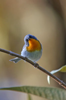 Flame-throated Warbler