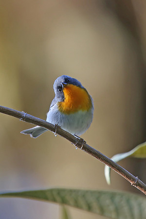 Flame-throated Warbler