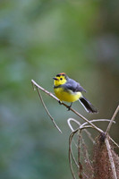 Collared Redstart