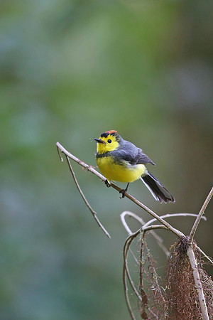 Collared Redstart