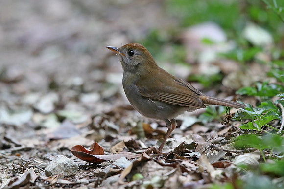 Ruddy-capped Nightingale-Thrush