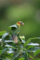 Sulphur-winged Parakeet