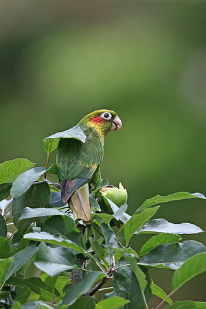 Sulphur-winged Parakeet