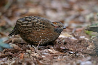 Spotted Wood-Quail