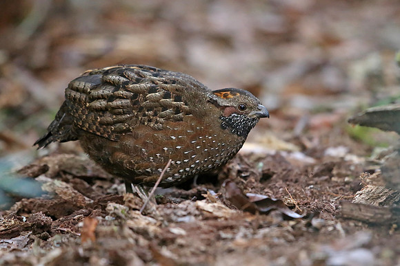 Spotted Wood-Quail