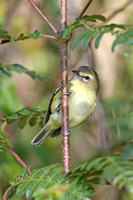 Yellow-winged Vireo