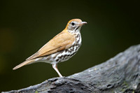 Wood Thrush