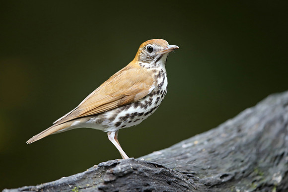 Wood Thrush