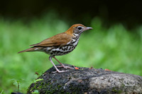 Wood Thrush