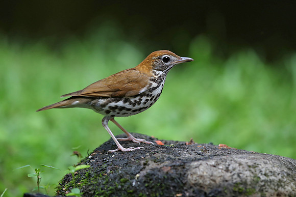 Wood Thrush