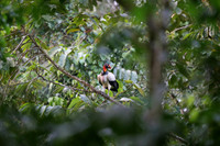 King Vulture