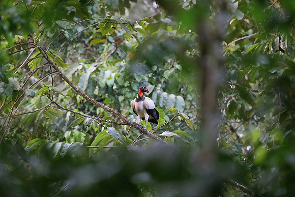 King Vulture