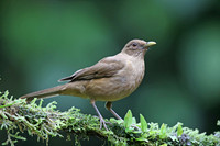 Clay-coloured Thrush