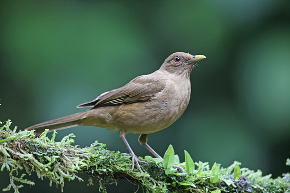 Clay-coloured Thrush