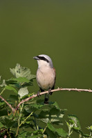 Red-backed Shrike