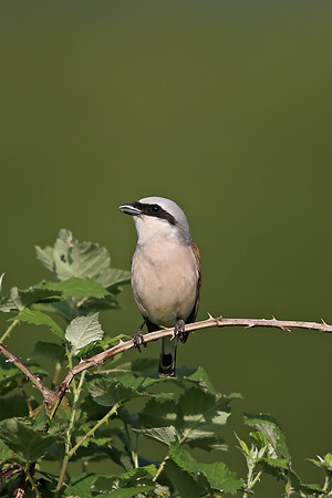 Red-backed Shrike