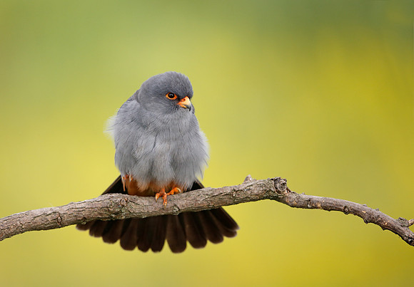 Red-footed Falcon