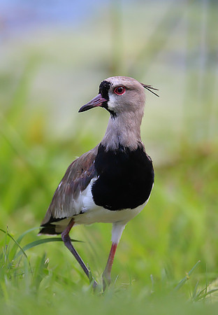 Southern Lapwing