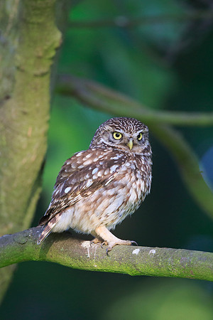 Little Owl