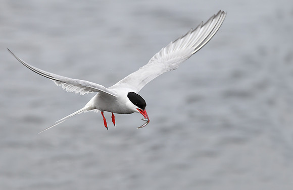 Arctic Tern