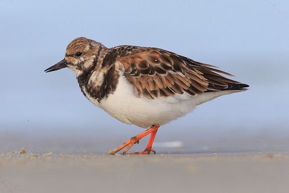 Turnstone