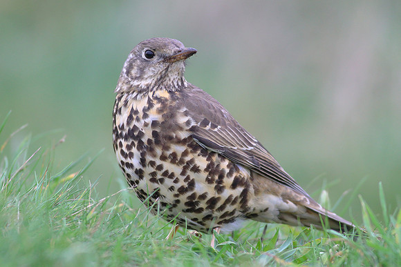 Mistle Thrush