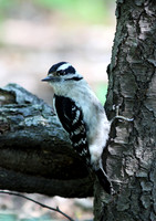 Downy Woodpecker
