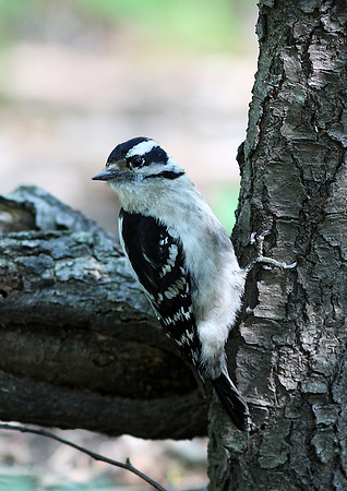 Downy Woodpecker